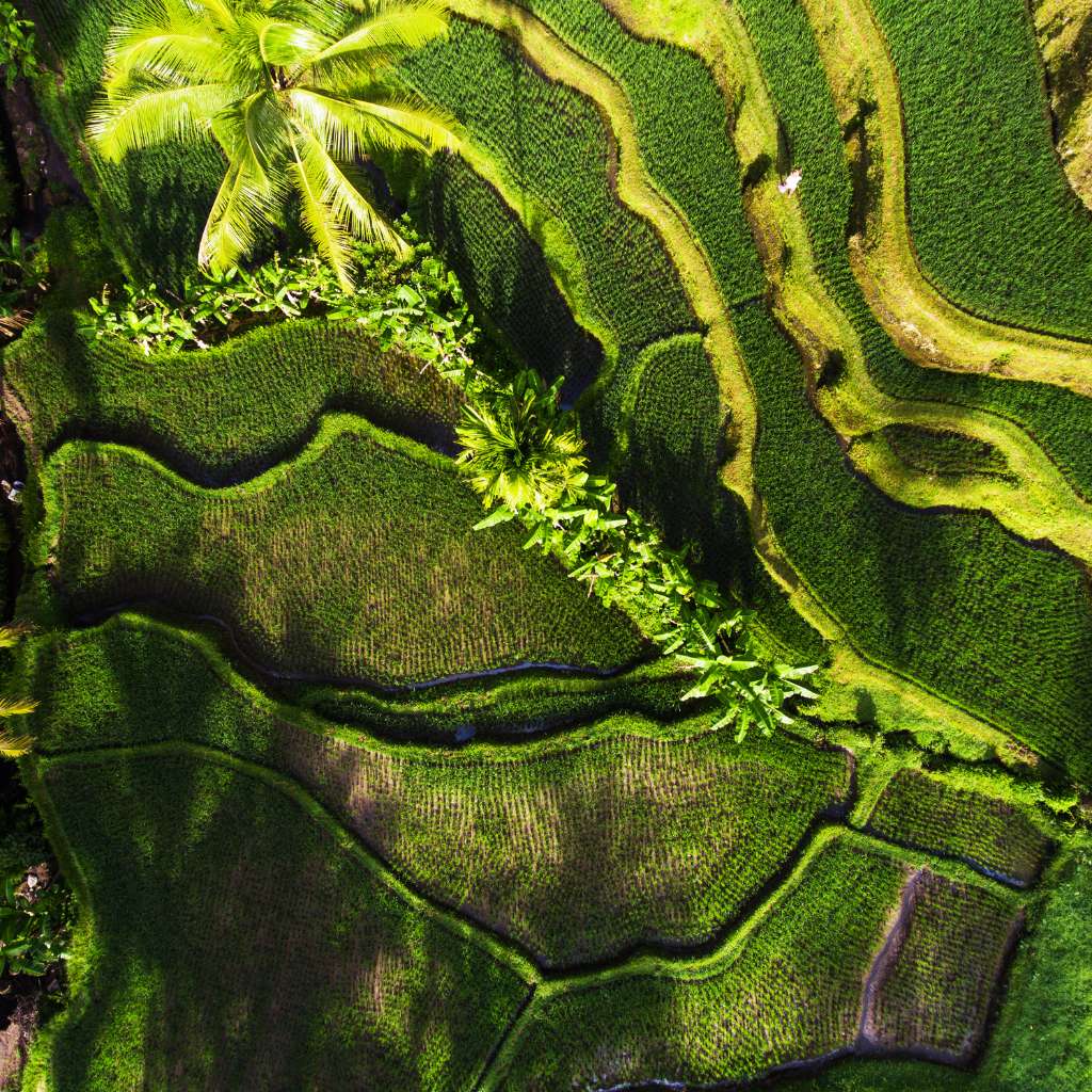 rice field in bali shoot with drone