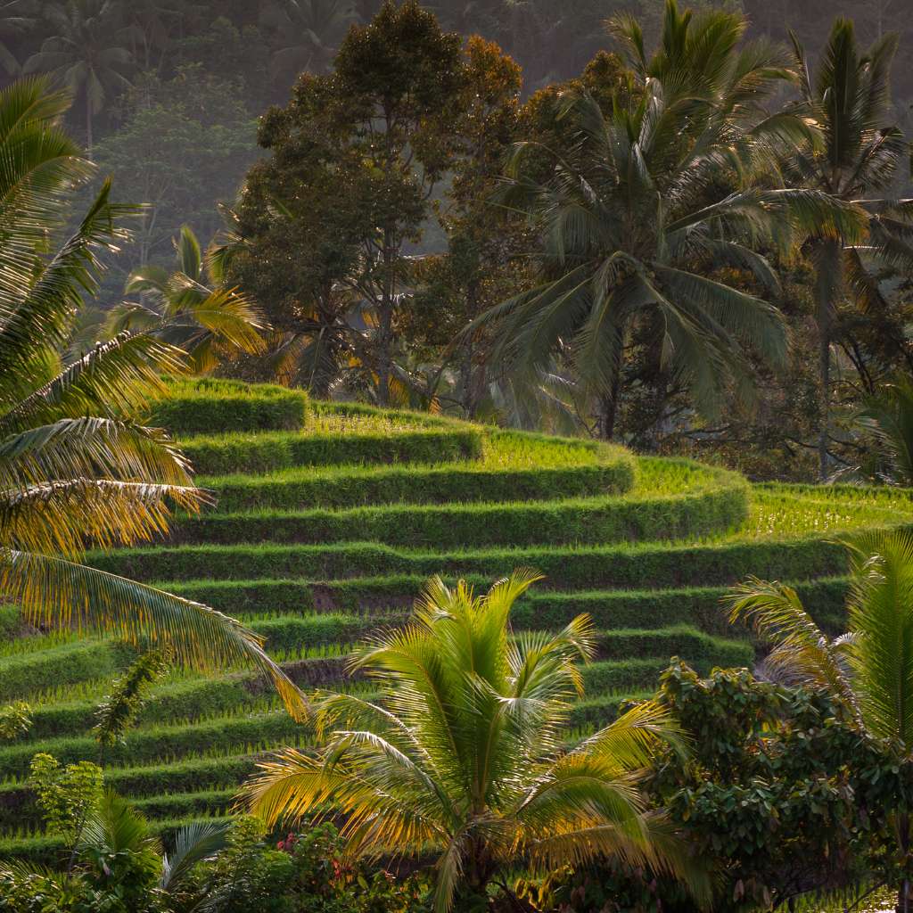 tips for visiting bali rice fields