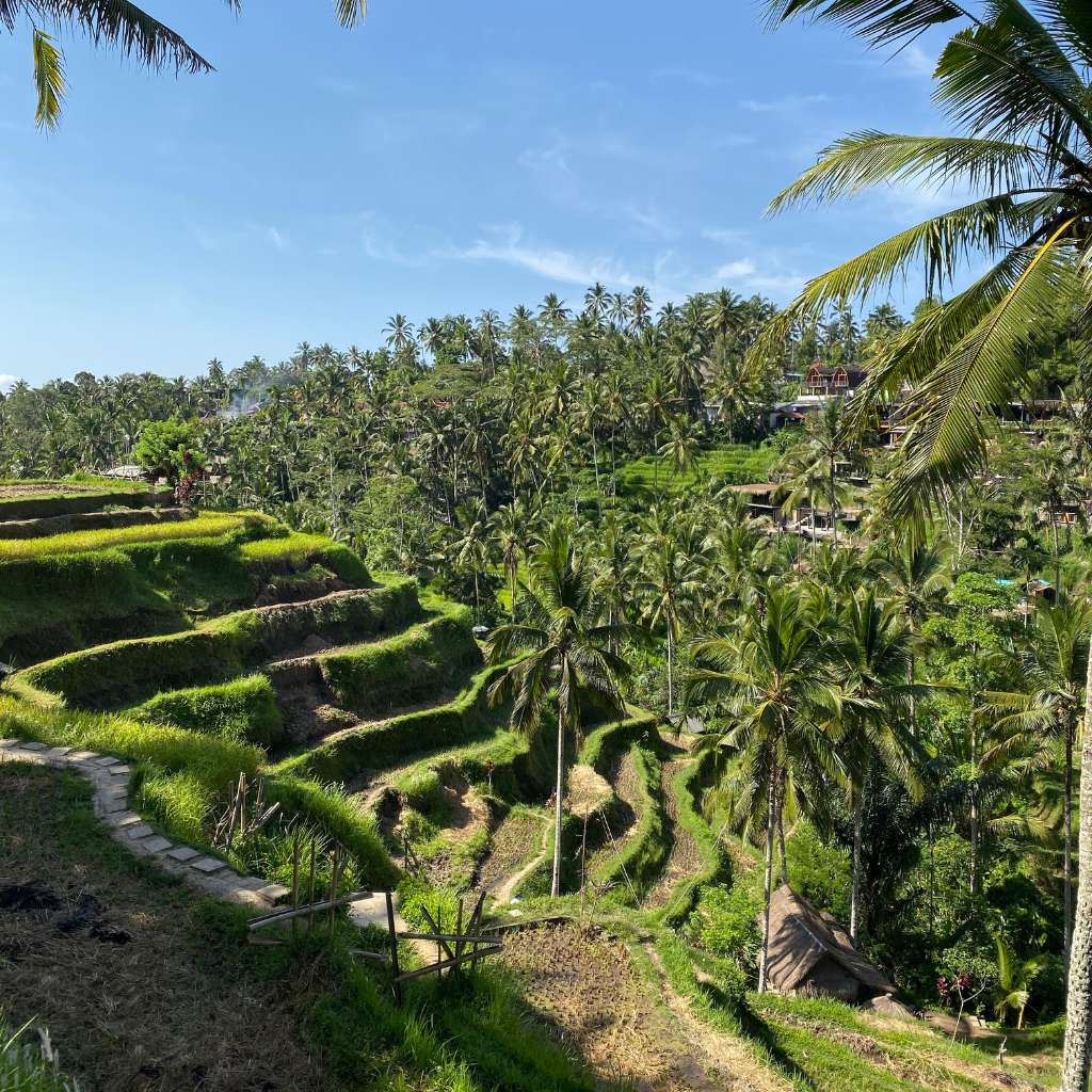 ceking rice terrace is a must visit bali rice fields