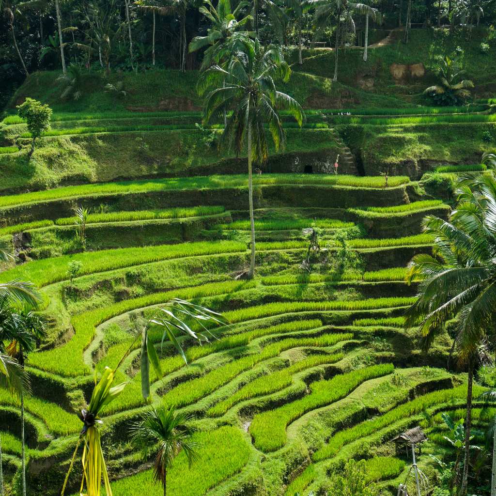 Tegallalang bali is perfect for family trip when you are in Bali