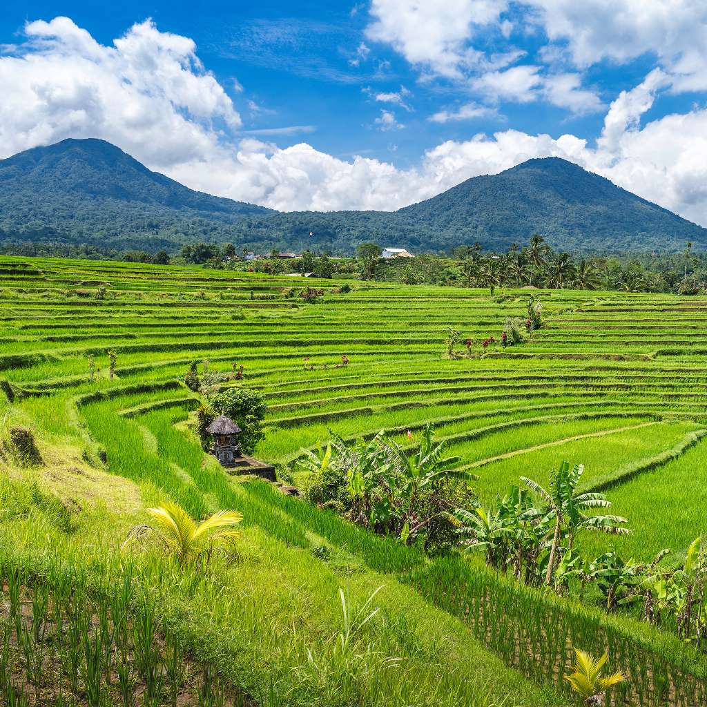 a beautiful jatiluwih ricefields with Mount Batukaru