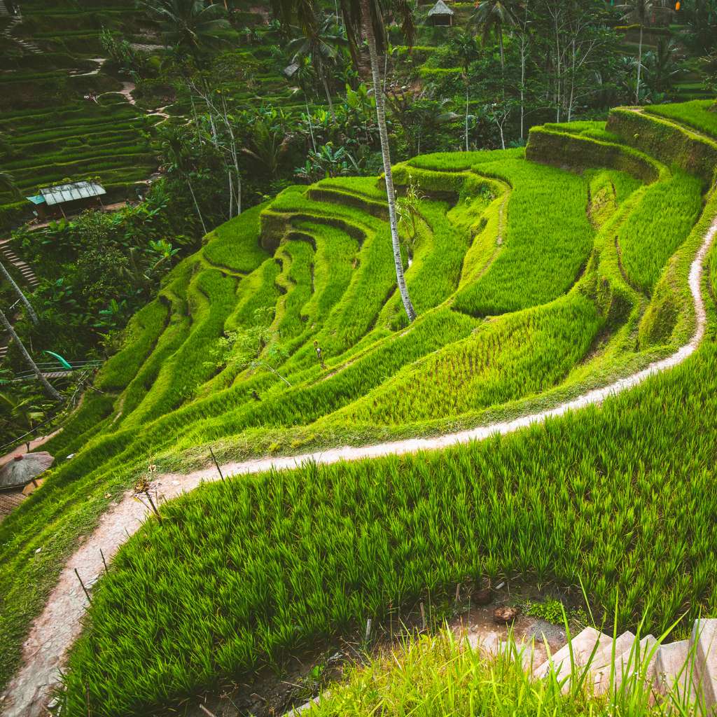 a beautiful bali rice fields that must-visit by travelers