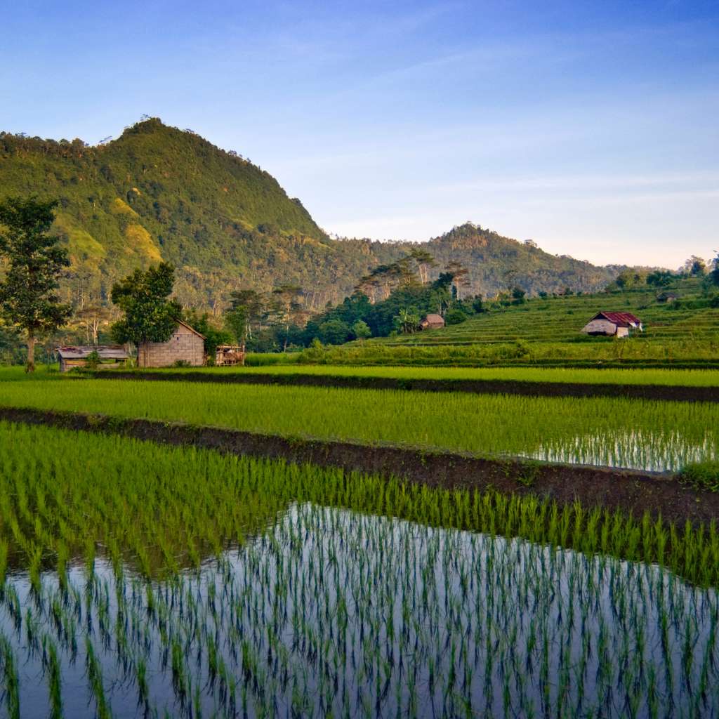 beautiful sidemen rice terrace in the morning