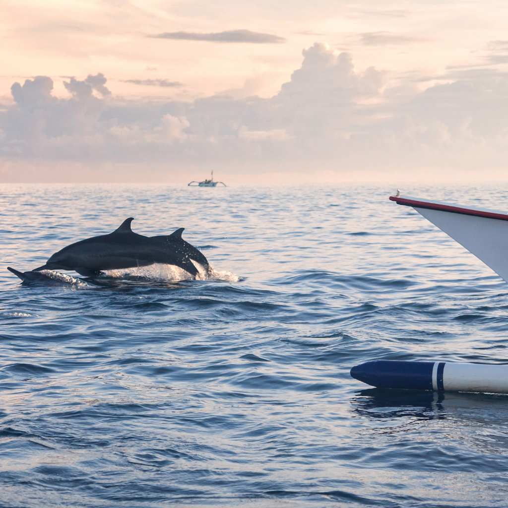 dolphin sunset in lovina bali