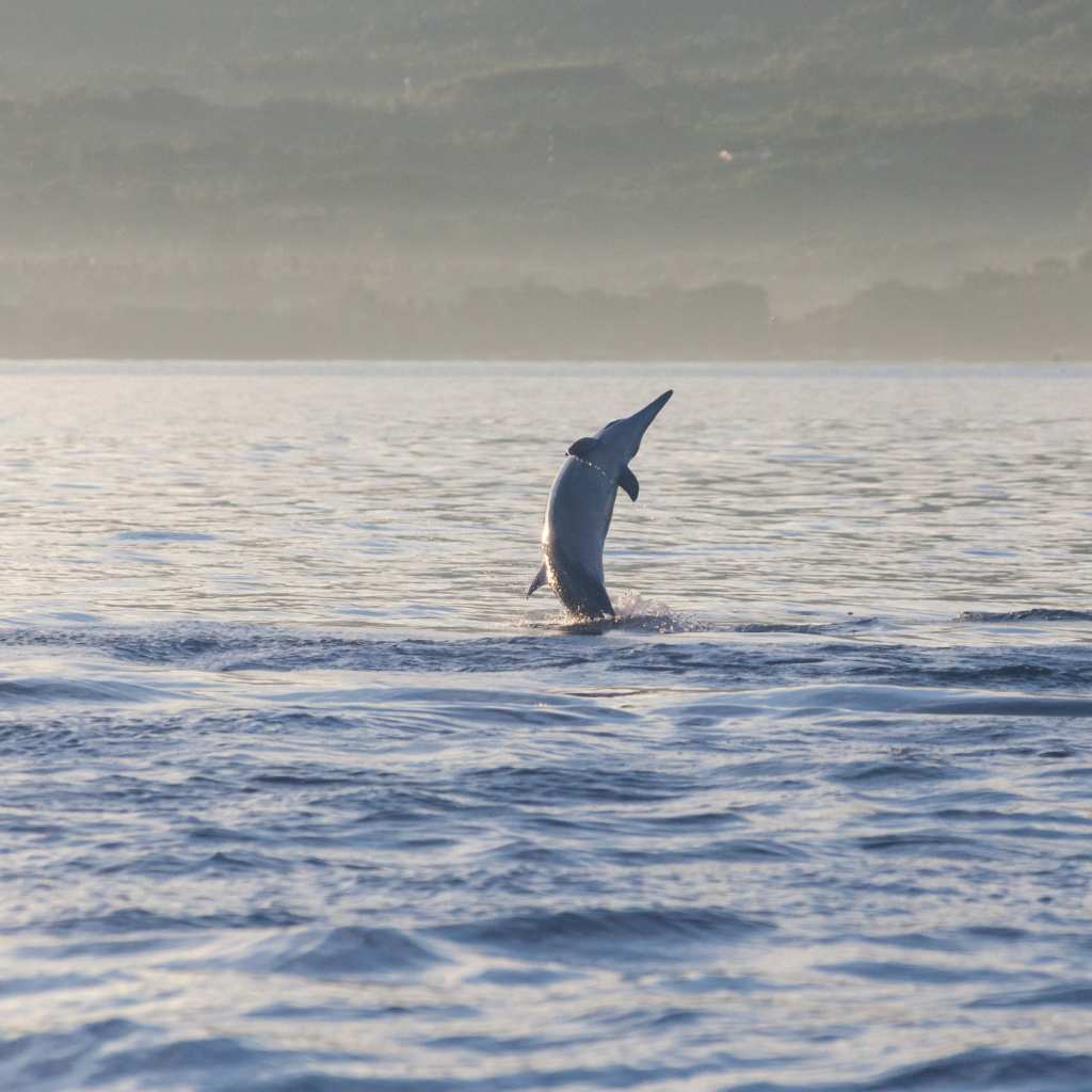 dolphin view in lovina bali