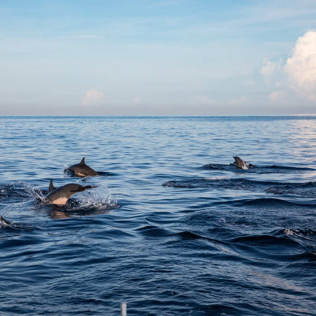 dolphins in lovina beach