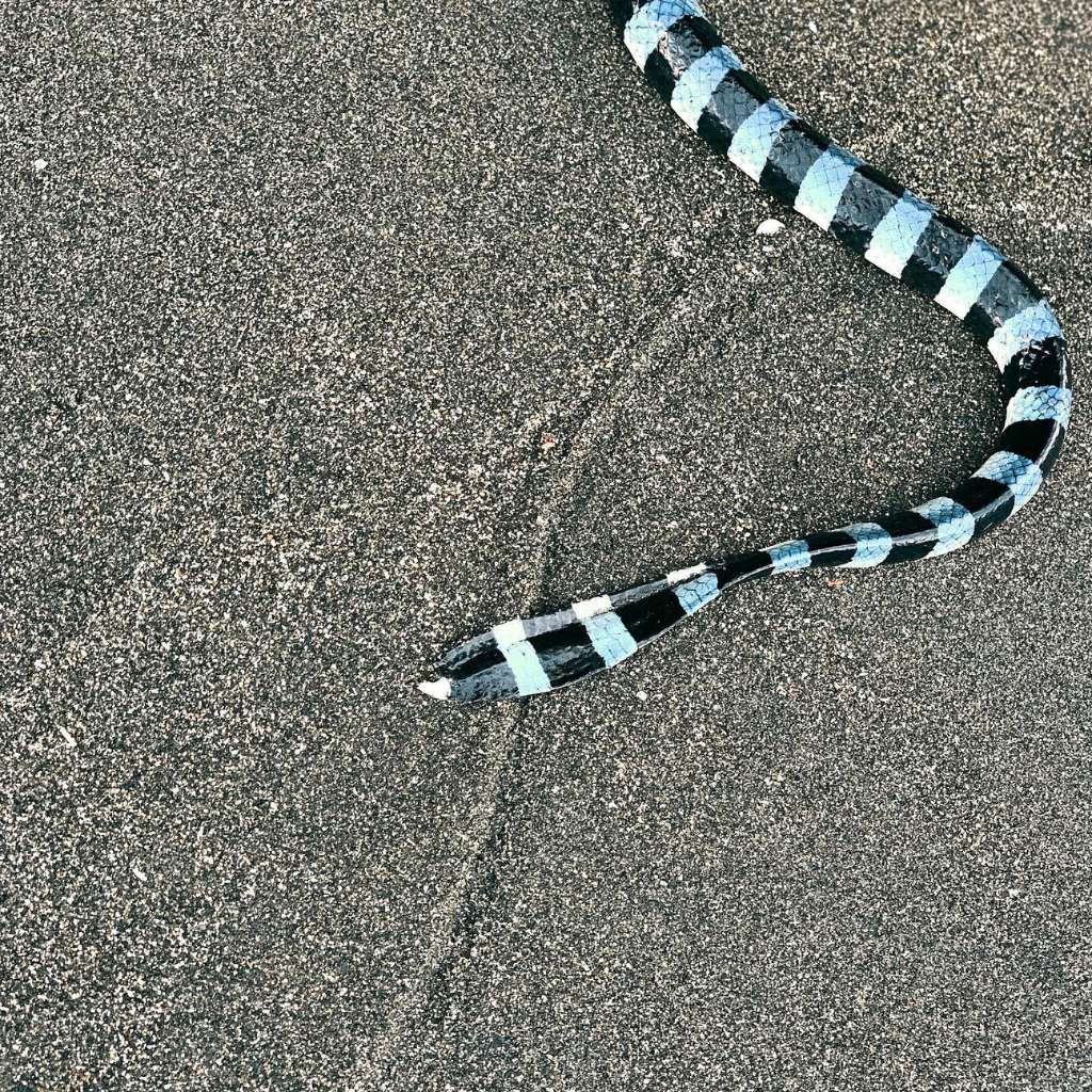 holy snake tanah lot bali