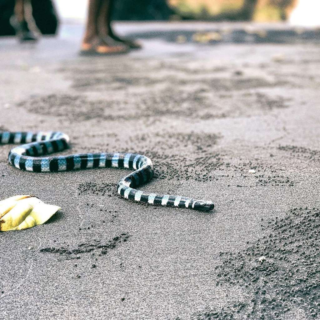 holy snake at tanah lot bali