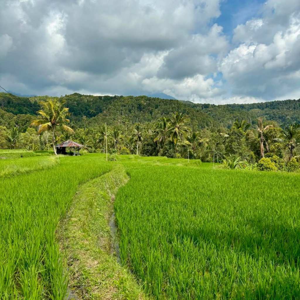 rice terrace in munduk bali