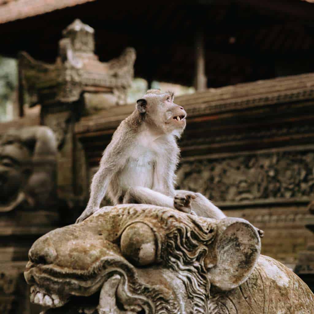 explore ubud monkey forest