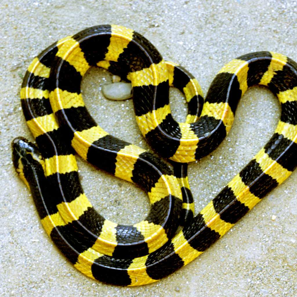 Banded Krait (venomous) in Bali