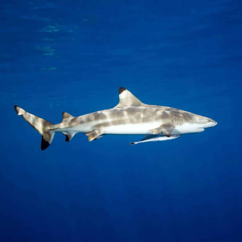 blacktip and whitetip shark in Bali