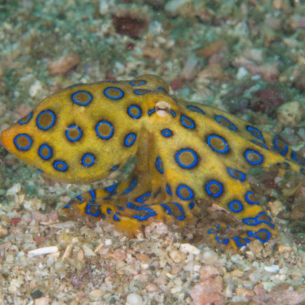 blue ringed octopus