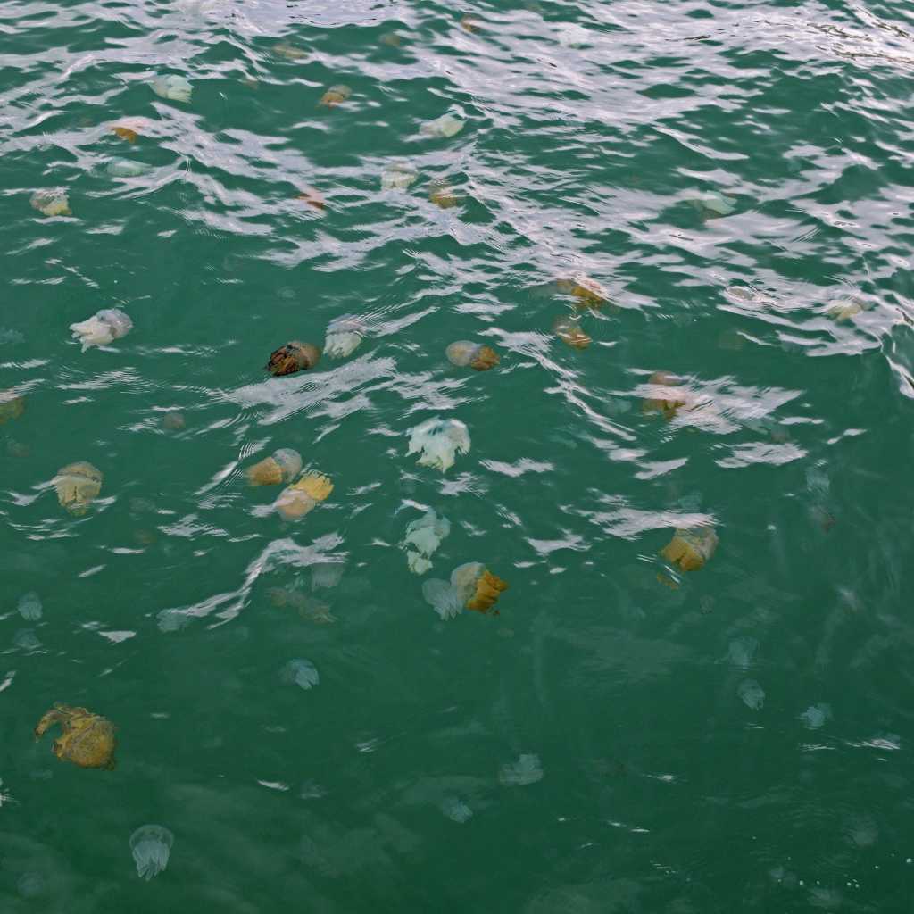 box jellyfish in Bali