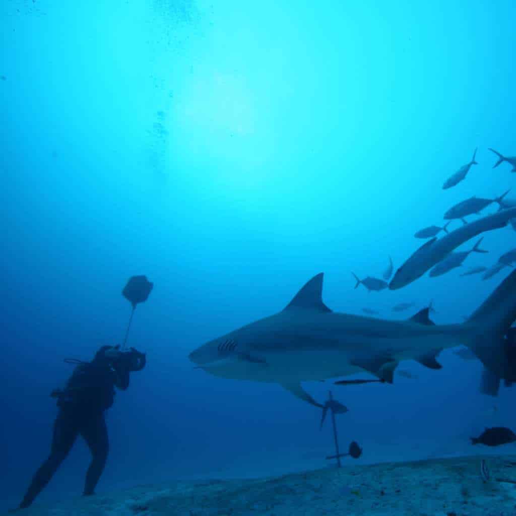 diving with sharks in bali