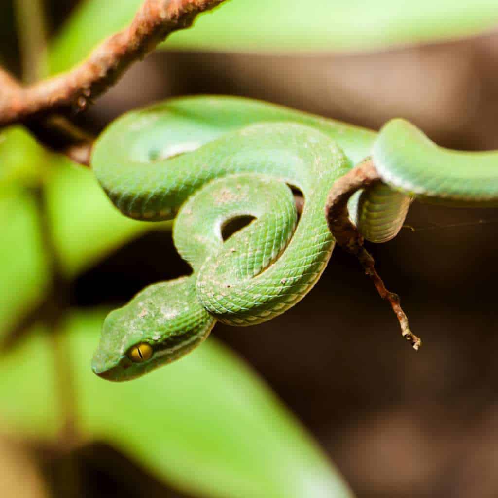 Green Tree Viper (venomous) in Bali