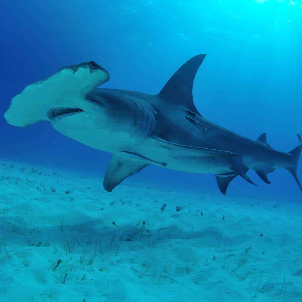 hammerhead shark in bali