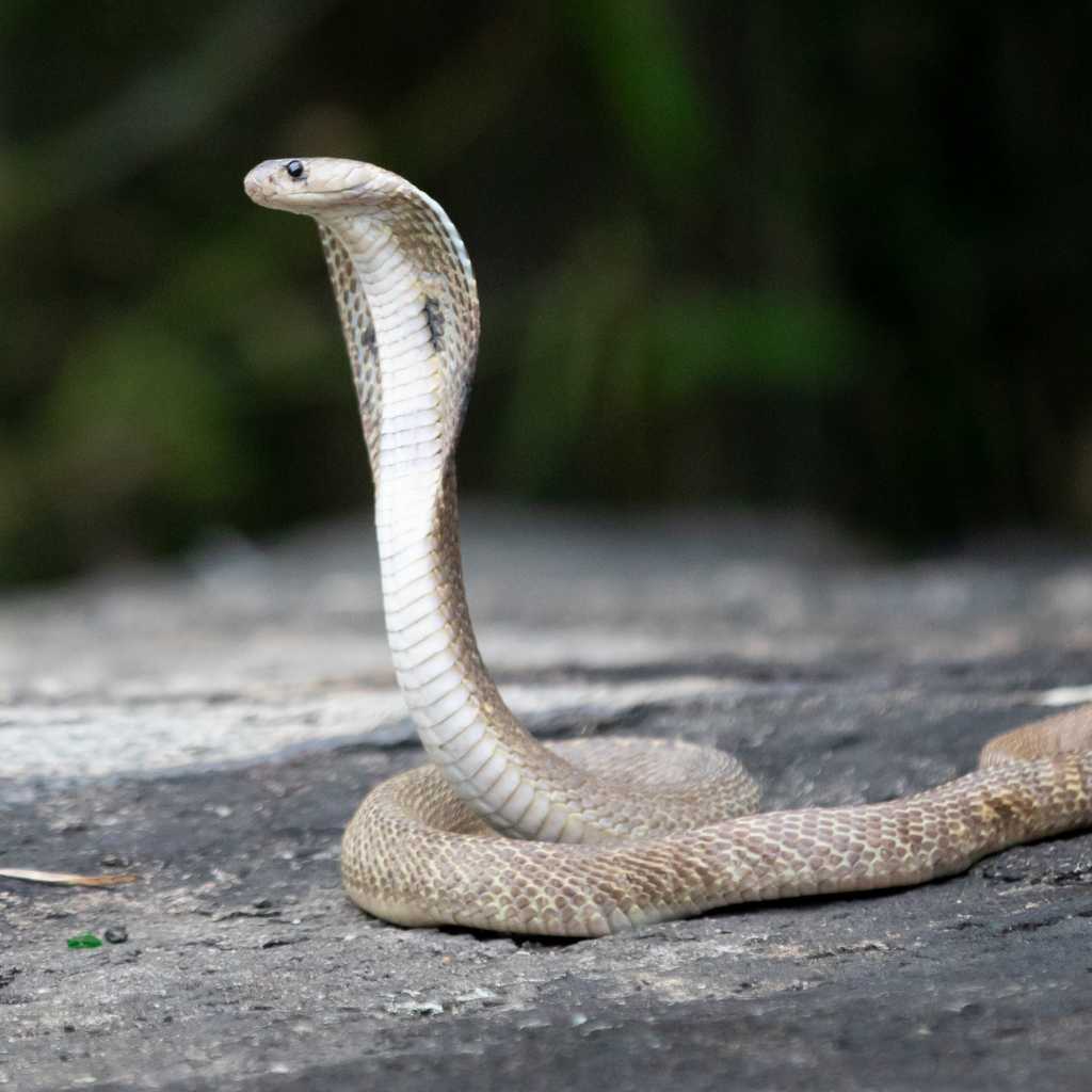 king cobra bali