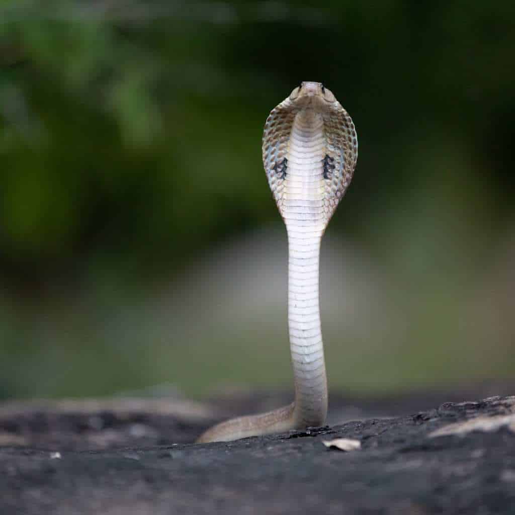 king cobra in Bali