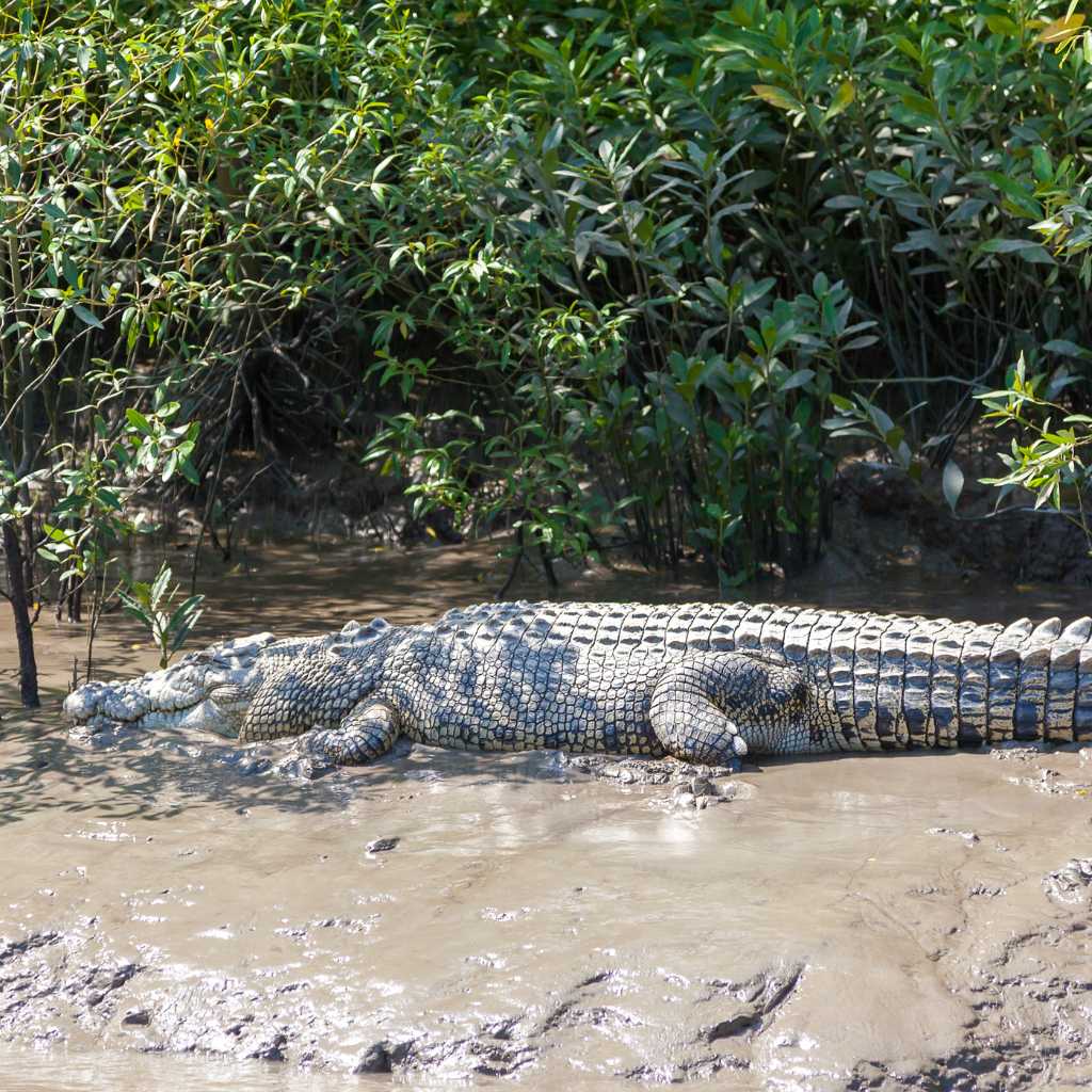 most dangerous animals in bali