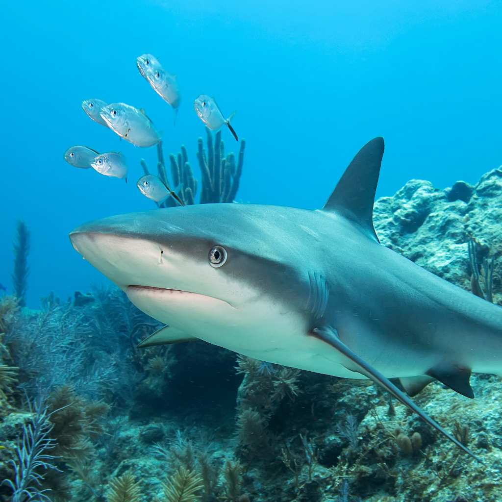 reef shark in bali