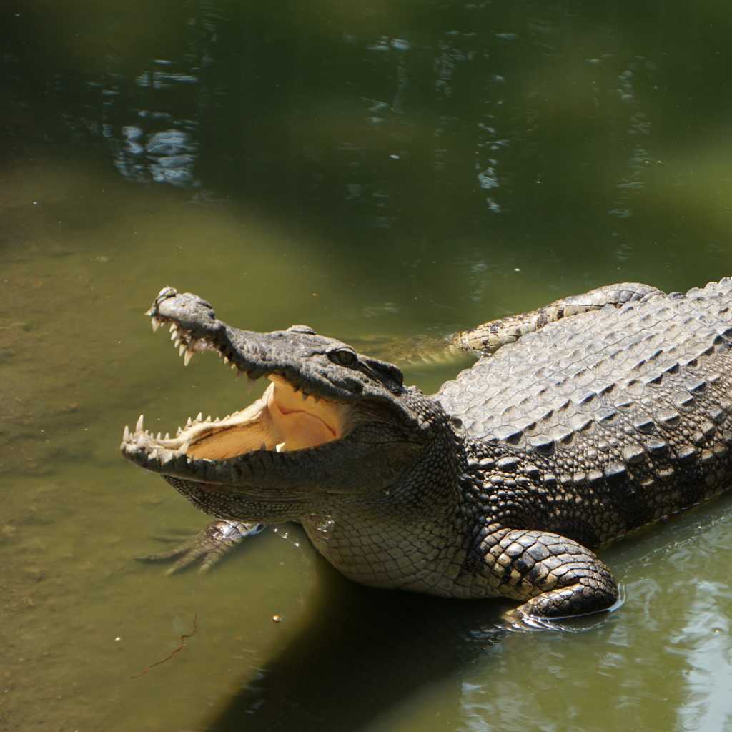 saltwater crocodile in Bali