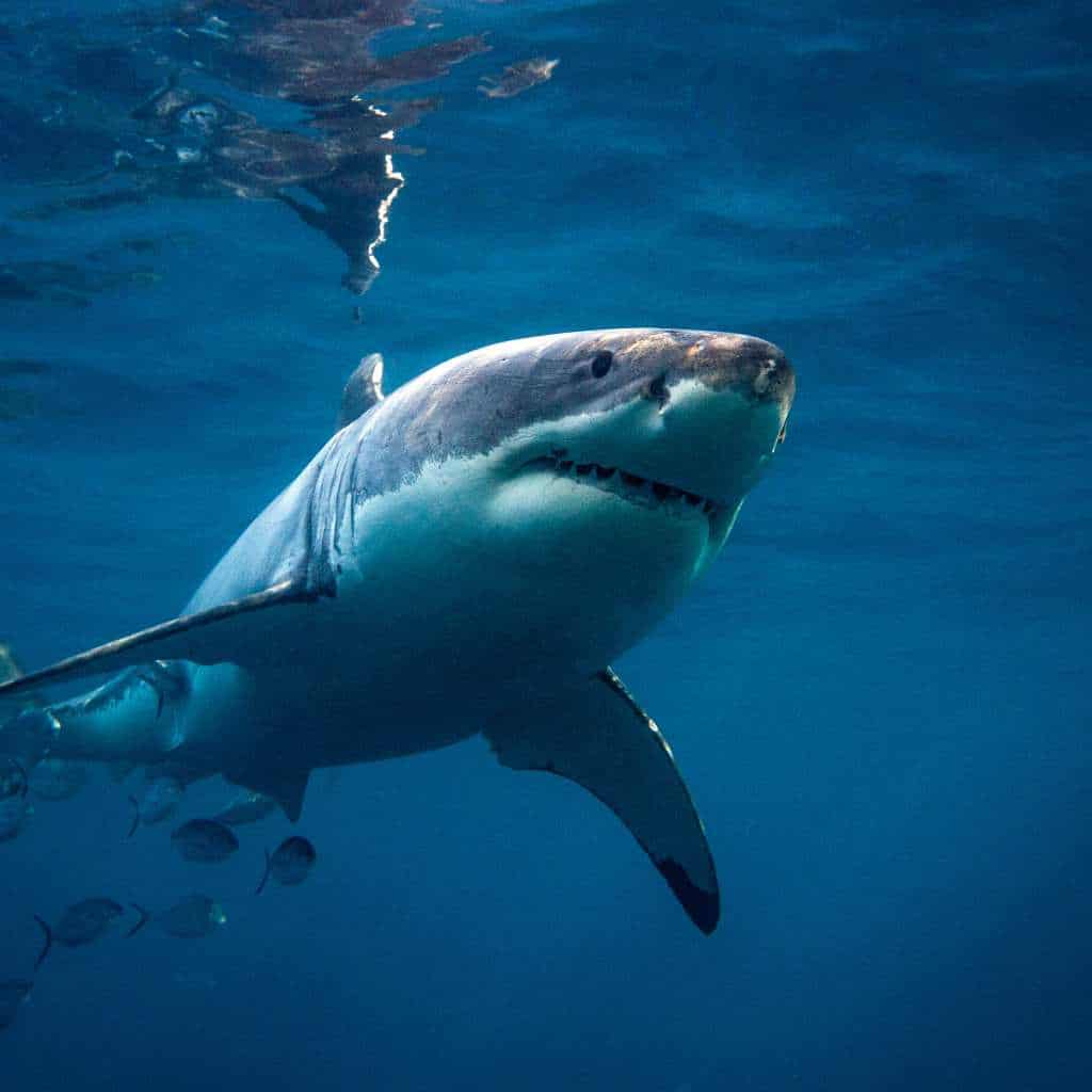 sharks in bali