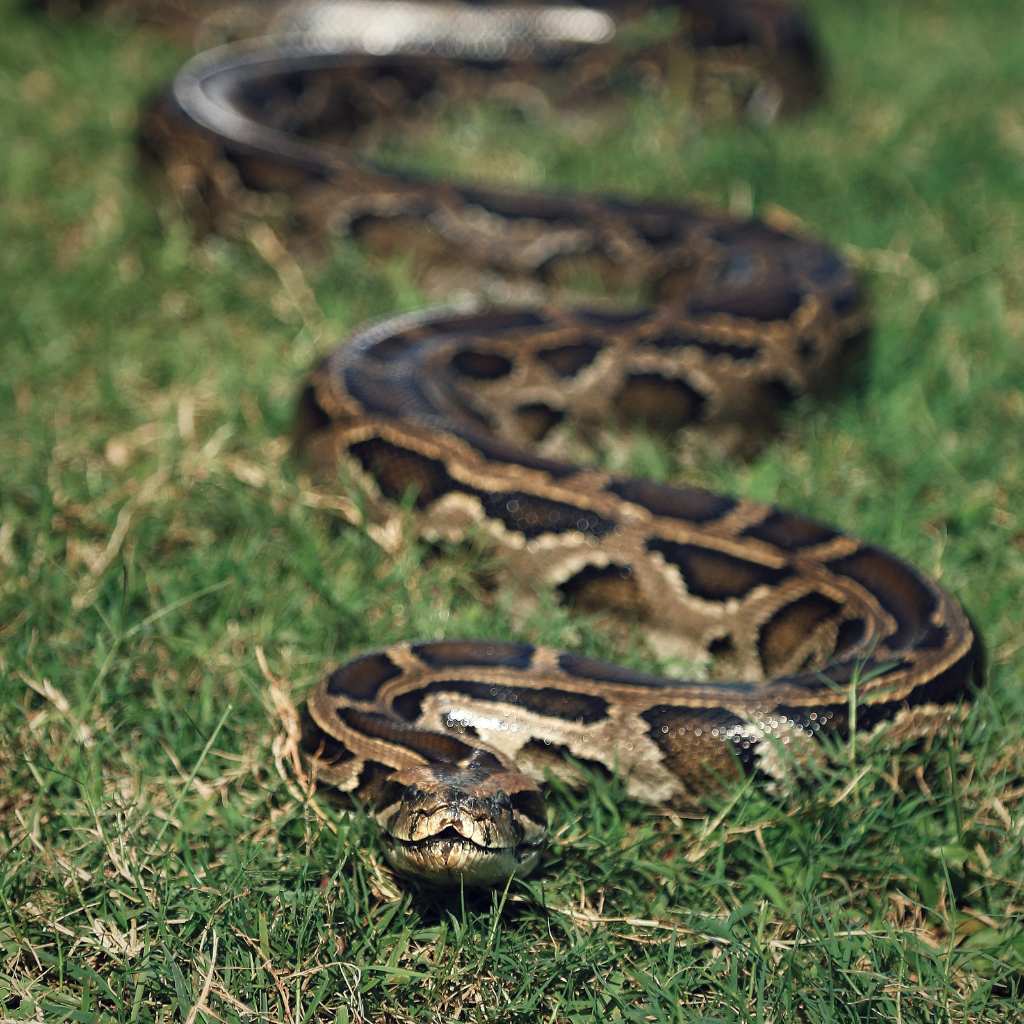 snake in rice fields bali