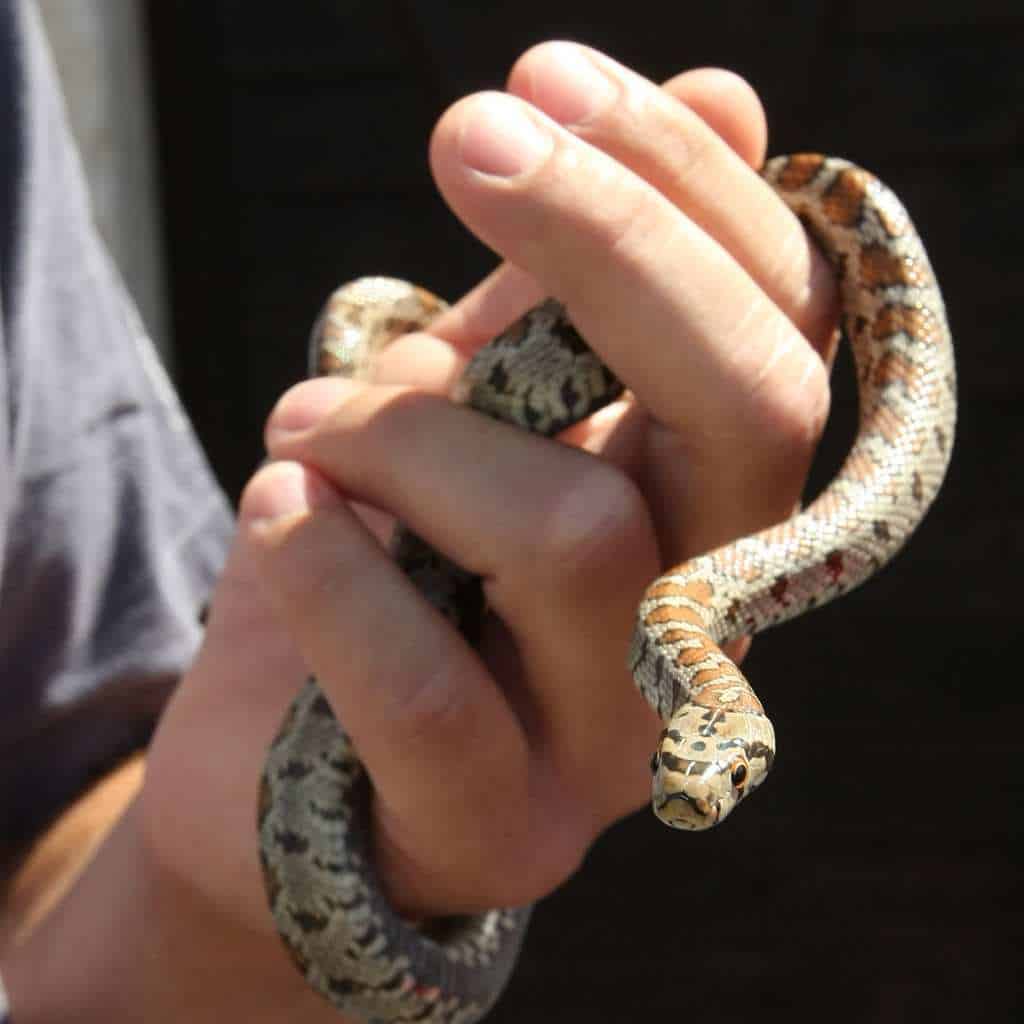 snakes in Bali bite