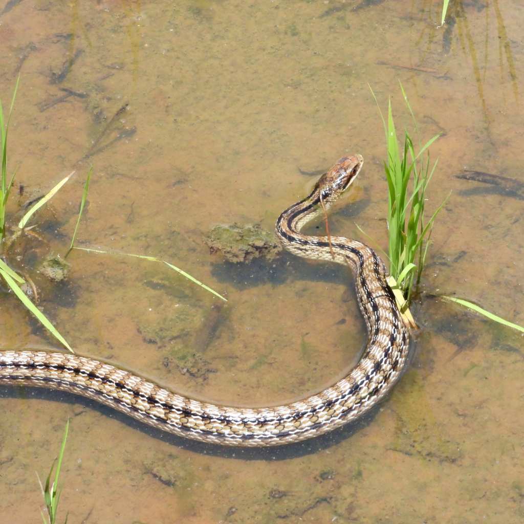 snakes in bali found in rice fields