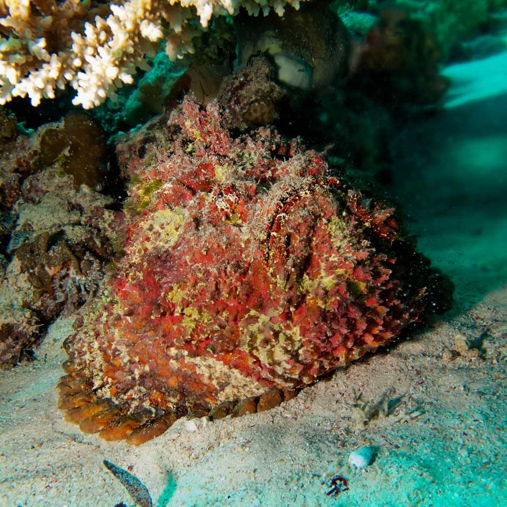 stonefish in bali