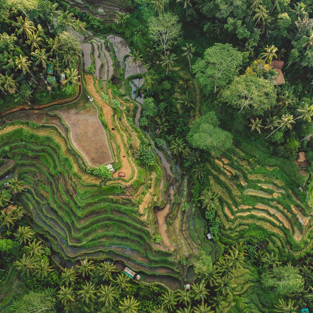 tegallalang rice fields