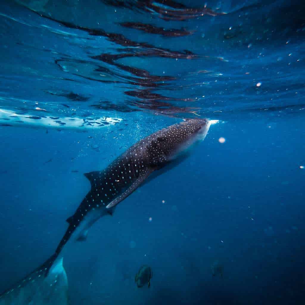 whale shark in bali