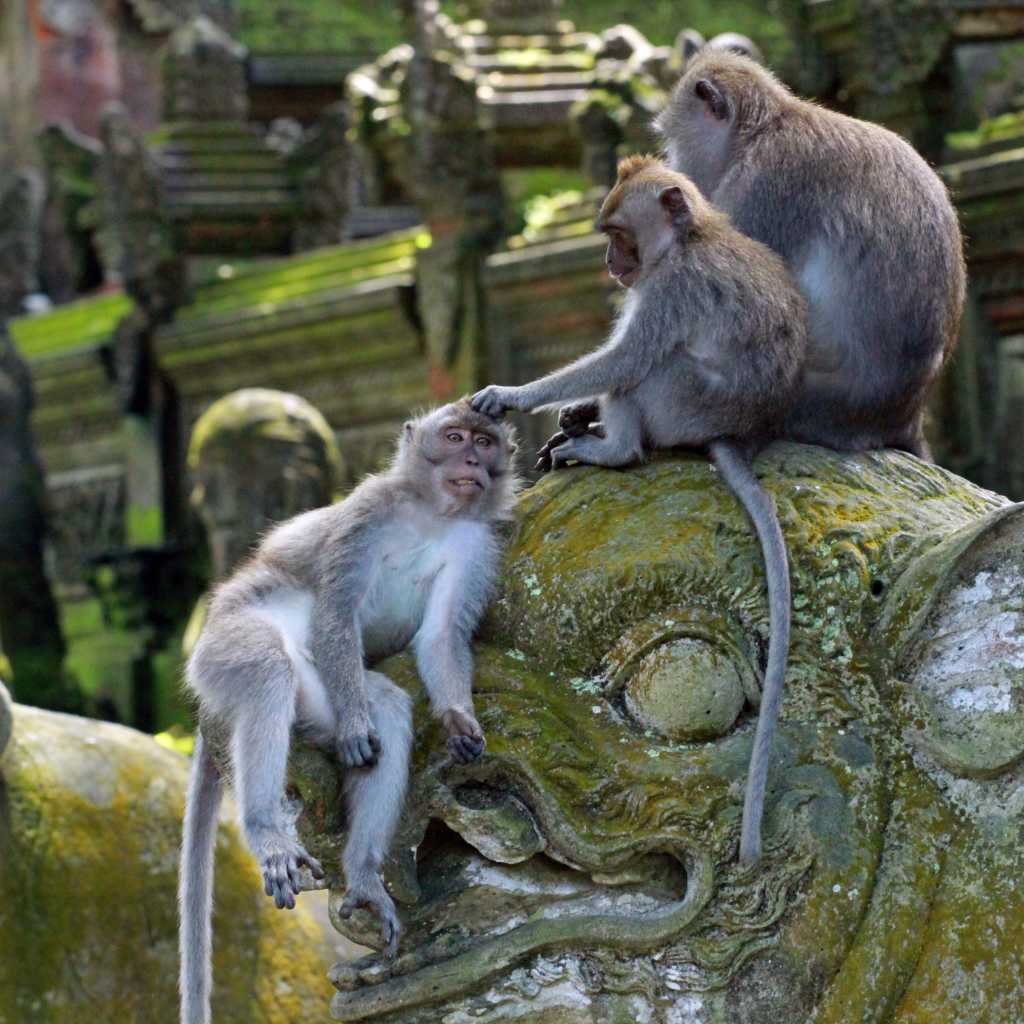 wild macaques in bali