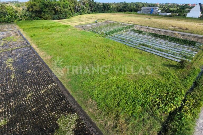 13-are-land-kedungu-8